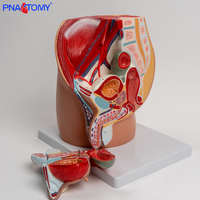 Modèle anatomique sagittal masculin adulte Système reproducteur et urinaire en plastique Assemblé Structure prostatique et pelvienne
