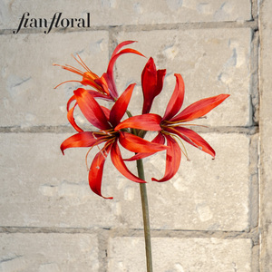 ดอกอามาริลลิสพลาสติกทำมือเหมือนจริงสำหรับตกแต่งคอนเสิร์ต ขายส่ง - Product Image 2