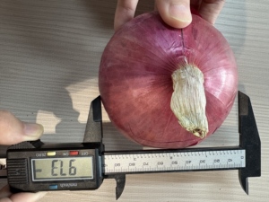 Barato mejor grado congelado IQF rojo pequeñ<span class=keywords><strong>o</strong></span> chalotes cebollas a granel orgánico congelación saludable natural nutritivo precio al por mayor - Product Image 6
