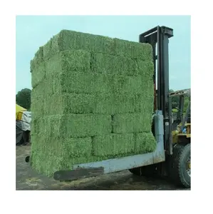 Most Selling Alfalfa hay Animal Food For Feeding Animals Available at Wholesale Price From Indian Exporter