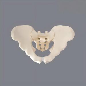 Modèle complet de bassin en mousse solide, spécimen pelvien humain simulé pour la formation en accouchement, en chirurgie orthopédique et en entraînement à la pratique. - Product Image 3