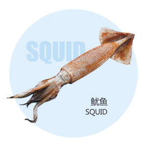 Calmar du Pacifique Sud, Calmar entier rond surgelé individuellement avec une taille <span class=keywords><strong>de</strong></span> 100 à 300 g, Fruits <span class=keywords><strong>de</strong></span> mer sauvages pour la vente en gros - Product Image 1