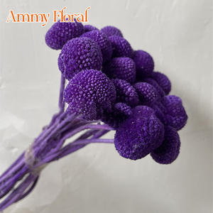 AM-PFKC06 Ammy 20 Têtes <span class=keywords><strong>de</strong></span> Fleurs Dorées Naturelles Billy Balls, Fleurs Préservées, Matériaux Bruts DIY, Décoration d'Intérieur, Véritables Boules Dorées Éternelles - Product Image 3
