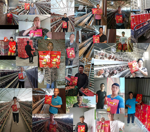 Chất lượng cao giá thấp lớp gà Thức ăn tăng đẻ trứng thức ăn phụ gia lớp hen premix sản phẩm - Product Image 6