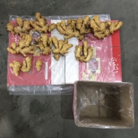 Gingembre frais de haute qualité nouvelle récolte en gros du fournisseur chinois produit d'exportation de haute qualité