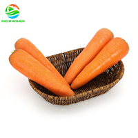 Carottes fraîches de qualité supérieure, carton de 10 kg, tailles S, M, L, norme d'exportation