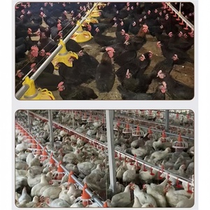 Équipement complet de ligne d'alimentation pour l'élevage avicole, système d'alimentation automatique pour poulets, équipement d'élevage de volailles, mangeoire pour poulets - Product Image 6