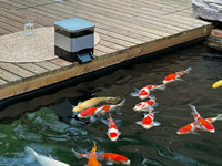 Distributeur automatique de nourriture pour poissons solaire avec minuterie, grande capacité pour bassin