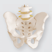 Squelette anatomique de taille personnel pour bassin, enseignement à la figure médicale avec 2 vertèbres lombaires