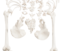 CBM-001H mitad humana desarticulado esqueleto modelo Artificial anatomía médica modelo de esqueleto