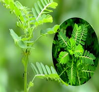 Extrait de Phyllanthus Niruri de haute qualité, échantillon gratuit, extrait de Chanca Piedra 10:1, poudre de Bhumi Amla en vrac