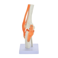 Modelo de articulación de rodilla humana de tamaño natural con modelo de Anatomía de PVC de ligamento para enseñanza y aprendizaje