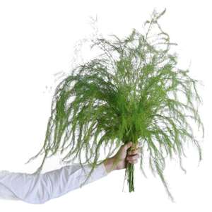 Frais <span class=keywords><strong>Lu</strong></span> <span class=keywords><strong>Xun</strong></span> herbe intérieur aménagement paysager mariage fleur Arrangement Thanksgiving noël nouvel an soie plastique naturel réel toucher - Product Image 6