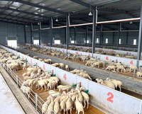 Bâtiment préfabriqué en structure d'acier, maison préfabriquée, hangar agricole, grange pour bétail, moutons, animaux d'élevage, écurie pour chevaux