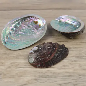 Seashell Seashell CELION Supplier Direct Wholesale Seashell Abalone Shell Smudging Unpolished Abalone Shells For Burning Sage