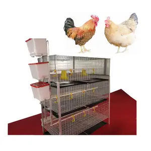 Broiler Poultry Farming Equipment Automatic 3 - 4 tiers Battery Cage Chicken Broiler Cages