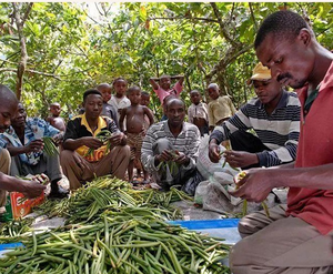 Venda quente Premium Top Grade Baunilha Feijão Gourmet Orgânico Preto Madagascar Feijão De Baunilha Melhor Grau - Product Image 3