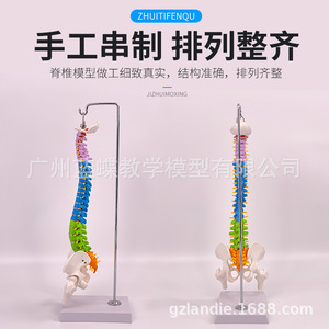 Modelo de Columna Vertebral Humana de 45 cm con Pelvis, Fémur, Coxis, Esqueleto de Columna Vertebral, Vértebras Lumbares y Cervicales, Modelo Osteopático - Product Image 1