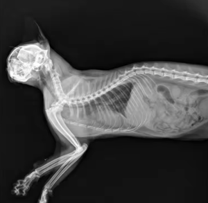 Macchina Radiografica Digitale per Animali - Apparecchiatura di Imaging ad Alta Definizione e Rapida per Cliniche Veterinarie - Product Image 6