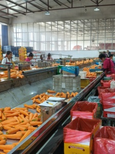 Hochwertiger 10-<span class=keywords><strong>kg</strong></span>-Papierkarton für frisches Gemüse einschl ießlich Karotten aus Vietnam-Rufen Sie WhatsApp zur Bestellung an - Product Image 3