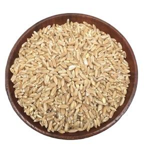 Fructus Tritici <span class=keywords><strong>Levis</strong></span>, Trigo Flotante, Trigo Claro, Hierba Medicinal China Seca Fu Xiao Mai, en Venta - Product Image 1