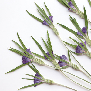 <span class=keywords><strong>Fleurs</strong></span> de Corncockle Séchées Naturelles avec Tiges – Fourniture en Gros de Plantes Pressées pour Bijoux en Résine et Matériaux de Bricolage - Product Image 5