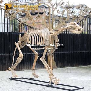 MyDino Cave Lion Skeleton para exposición - Product Image 2