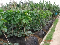 Tissu non tissé Rayson Sunshine 70g x 1 m x 50m en rouleau PP pour le contrôle des mauvaises herbes agricoles