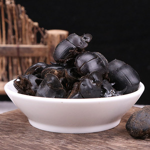 Scarabée à fumier entier séché naturel <span class=keywords><strong>Shi</strong></span> <span class=keywords><strong>Ke</strong></span> Lang en gros, Catharsius Molossus, à vendre - Product Image 3