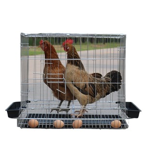 Gabbia <span class=keywords><strong>per</strong></span> Polli di Piccole Dimensioni <span class=keywords><strong>per</strong></span> Uso Domestico e Pollaio <span class=keywords><strong>per</strong></span> Allevamento <span class=keywords><strong>Quaglie</strong></span> con Sistema Automatico di Rotazione e Piegatura delle Uova - Product Image 5