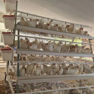 ขายส่งจากโรงงาน ระบบกรงไก่ไข่แบบใหม่ ชนิด A ทำจากเหล็กชุบสังกะสี พร้อมระบบอัตโนมัติสำหรับวางไข่ - Product Image 2