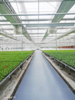 Serres agricoles multi-spans en acier pour la culture de légumes à domicile, structure en acier, abri en plastique, serre à vendre