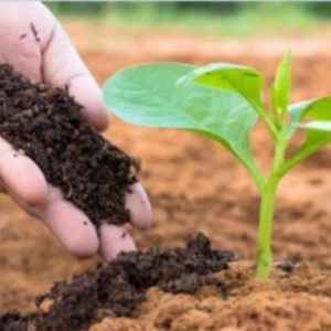 Engrais de Vermicompost Biologique Premium pour Cultures Agricoles, Culture de Légumes, Jardinage Floral, Plantation d'Arbres Fruitiers, Approvisionnement en Gros - Product Image 3