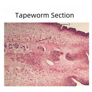 Sección de tenias parasitarias-portaobjetos de microscopio de enseñanza biológica - Product Image 2