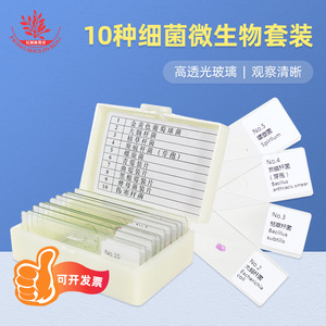 สไลด์จุลินทรีย์แบคทีเรียและเชื้อรา 10 ชนิด มาตรฐานสำหรับการศึกษาระดับอุดมศึกษา เพื่อการสอนและการวิจัยด้านรูปทรงของแบคทีเรีย - Product Image 4