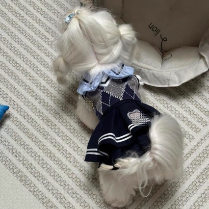 Falda JK para mascotas