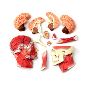 Modelo Anatómico 4D del Nervio Craneal Humano, Músculos y Órganos del Cabeza para Enseñanza Médica - Product Image 5