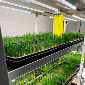 Contenedor para Cultivo de Forraje con Sistema Hidropónico y Estructura de Acero Galvanizado, Tamaño Personalizable para Producción de Alto Rendimiento - Product Image 2
