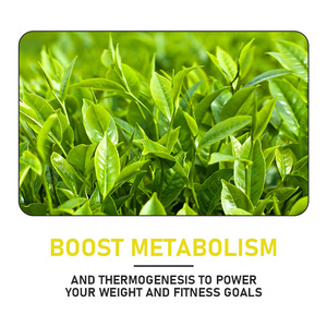 Private Label Green Tea Extract Fat Burner Capsules with Green Tea Boosts energy and Metabolism Increases Vitality Capsules - Product Image 6