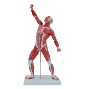 แบบจำลองกายวิภาคศาสตร์รูปร่างมนุษย์ขนาดใหญ่ 50 ซม. คุณภาพสูง สีสันสดใส ขนาด 1/4 ของจริง 1 ชิ้น สำหรับการเรียนการสอนทางการแพทย์ - Product Image 1