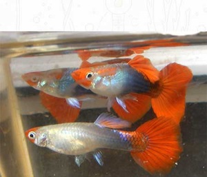 bulk fancy guppies for sale