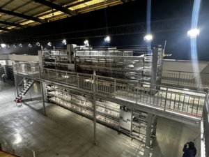 Cage d'élevage automatique pour poussins de chair de type H, durable et à bas <span class=keywords><strong>prix</strong></span>, fabriquée en Chine, neuve - Product Image 6