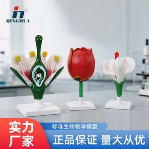 Modèle de fleur, modèle agrandi de la structure interne d'une fleur, diverses fleurs pour la biologie au collège et au lycée - Product Image 5