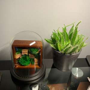 Kit de terrariums en mousse préservée air Plantes <span class=keywords><strong>Terrarium</strong></span> Géométrique Plante d'intérieur <span class=keywords><strong>Terrarium</strong></span> en verre Mousse naturelle - Product Image 3