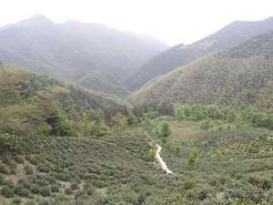 Bán buôn trà Trung Quốc Trà xanh OEM nhãn hiệu riêng Trà Hoa Nhài - Product Image 5