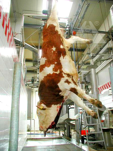 วัวฆ่าเลือดออกสายพานลำเลียงสายวัว slaughter line - Product Image 5