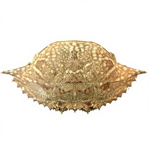 Cáscaras de Cangrejo Secas Integrales 100% Naturales Premium, Ecológicas y Duraderas de Vietnam para Rellenar y Decorar el Hogar - Product Image 6