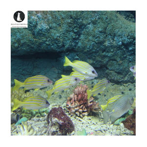 Fuyang Marine Culture Science Technology Museum Ras System Aquarium Filtre externe Écumeur de protéines - Product Image 3