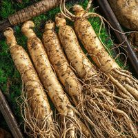Extrait de racine de ginseng Panax naturel séché en gros, qualité alimentaire, pour compléments de santé