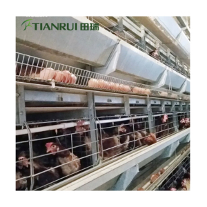 Cage en batterie pour élevage de poules pondeuses de meilleure qualité à bon prix à vendre - Product Image 5